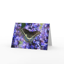 Black Swallowtail 7 x 5 Greeting Card - wit