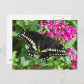 Black Swallowtail Briefkaart (Voorkant / Achterkant)
