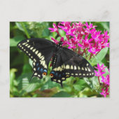 Black Swallowtail Briefkaart (Voorkant)
