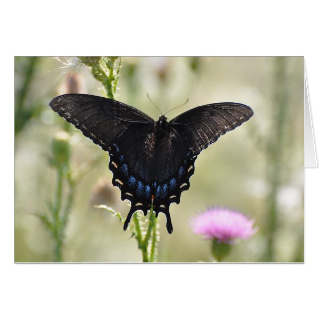 Black Swallowtail Butterfly (Voorkant Horizontaal)