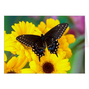 Black Swallowtail butterfly