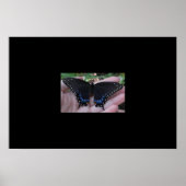 Black Swallowtail Butterfly #1 Poster (Voorkant)