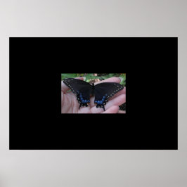 Black Swallowtail Butterfly #1 Poster