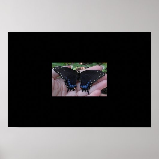 Black Swallowtail Butterfly #1 Poster (Voorkant)