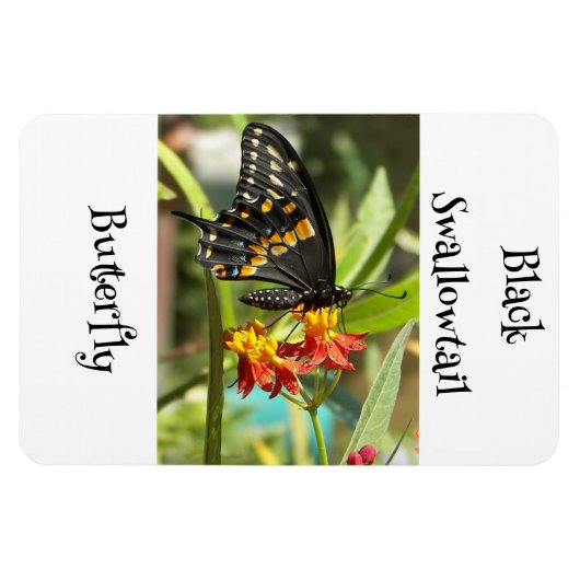 Black Swallowtail Butterfly #2 Magneet (Horizontaal)