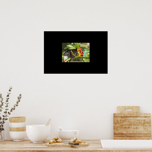 Black Swallowtail Butterfly #2 Poster (Keuken)
