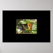 Black Swallowtail Butterfly #2 Poster (Voorkant)