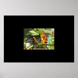 Black Swallowtail Butterfly #2 Poster
