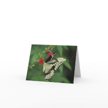 Black Swallowtail Butterfly Blank Wenskaart