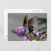 Black Swallowtail Butterfly Briefkaart (Voorkant / Achterkant)