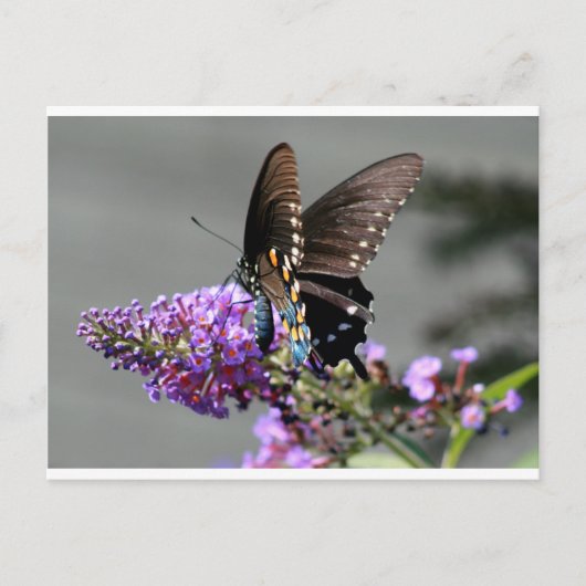 Black Swallowtail Butterfly Briefkaart (Voorkant)