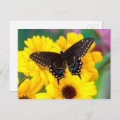 Black Swallowtail butterfly Briefkaart (Voorkant / Achterkant)