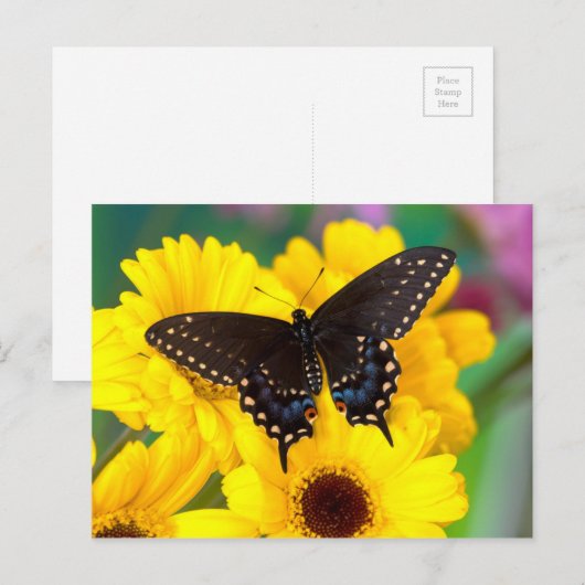 Black Swallowtail butterfly Briefkaart (Voorkant / Achterkant)