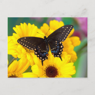 Black Swallowtail butterfly Briefkaart