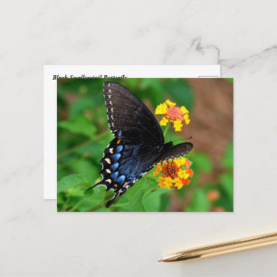Black Swallowtail Butterfly Briefkaart