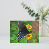Black Swallowtail Butterfly Briefkaart (Staand voorkant)