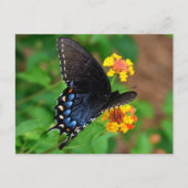 Black Swallowtail Butterfly Briefkaart (Voorkant)