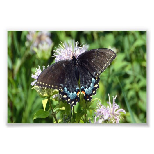 Black Swallowtail Butterfly Foto Afdruk (Voorkant)
