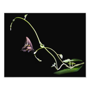Black Swallowtail Butterfly Foto Afdruk