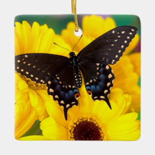 Black Swallowtail butterfly Keramisch Ornament (Voorkant)