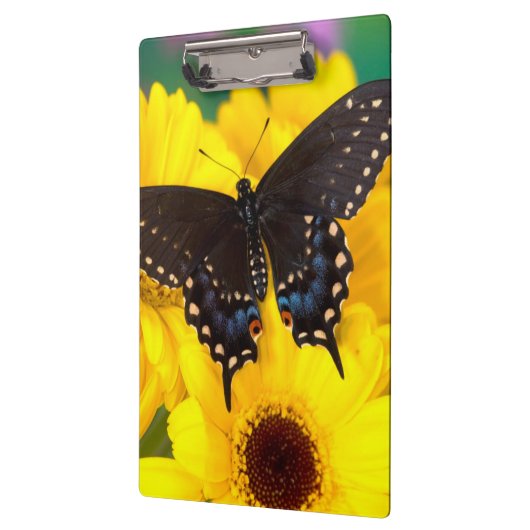 Black Swallowtail butterfly Klembord (Links)