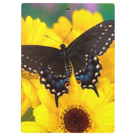 Black Swallowtail butterfly Klembord (Achterkant)