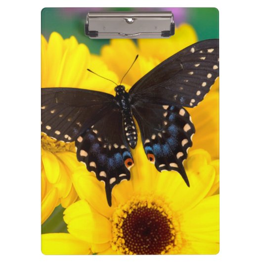 Black Swallowtail butterfly Klembord (Voorkant)