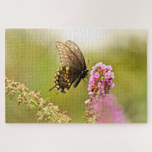 Black Swallowtail butterfly Legpuzzel