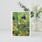 Black Swallowtail Butterfly Life Cycle Briefkaart (Staand voorkant)