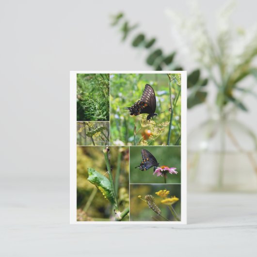 Black Swallowtail Butterfly Life Cycle Briefkaart (Staand voorkant)