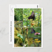 Black Swallowtail Butterfly Life Cycle Briefkaart (Voorkant / Achterkant)