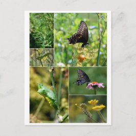 Black Swallowtail Butterfly Life Cycle Briefkaart