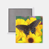 Black Swallowtail butterfly Magneet (Voorkant / Achterkant)