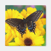 Black Swallowtail butterfly Magneet (Voorkant)