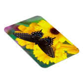 Black Swallowtail butterfly Magneet (Rechterzijde)