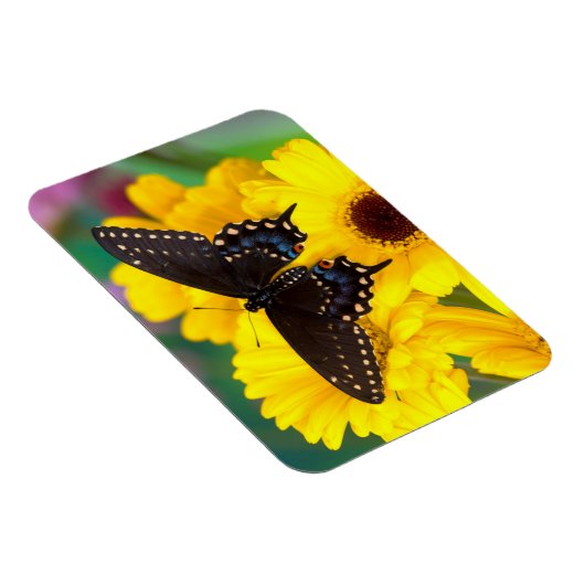 Black Swallowtail butterfly Magneet (Rechterzijde)