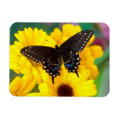 Black Swallowtail butterfly Magneet (Horizontaal)