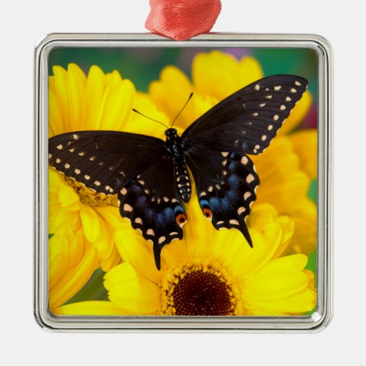 Black Swallowtail butterfly Metalen Ornament (Voorkant)