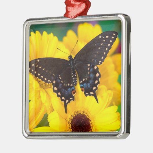 Black Swallowtail butterfly Metalen Ornament (Links)