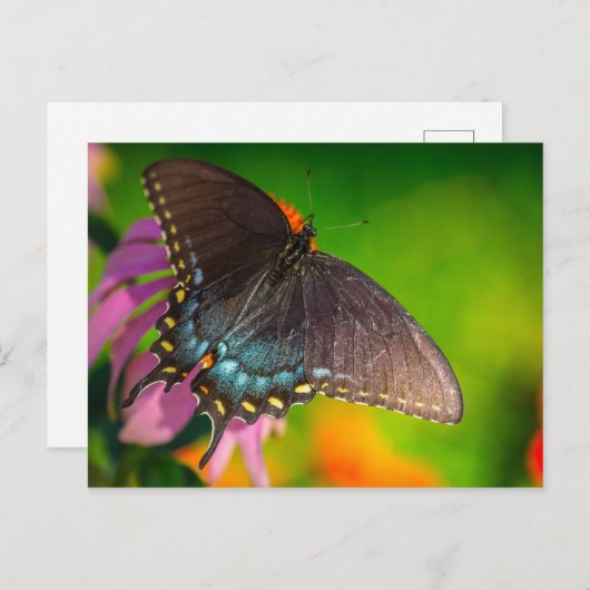 Black Swallowtail Butterfly, Ohio Briefkaart (Voorkant / Achterkant)