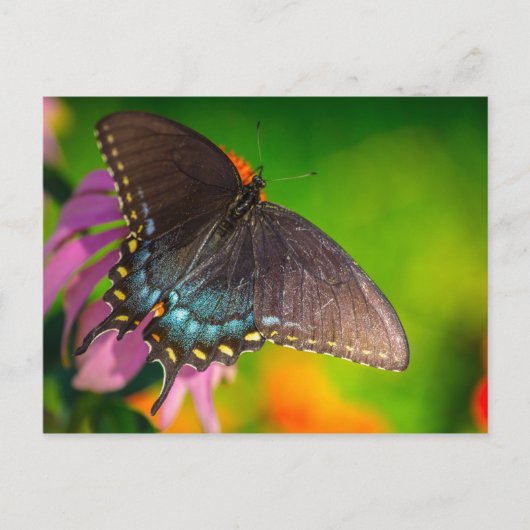 Black Swallowtail Butterfly, Ohio Briefkaart (Voorkant)
