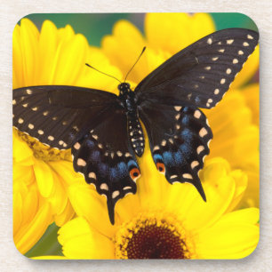 Black Swallowtail butterfly Onderzetter