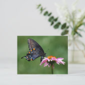 Black Swallowtail Butterfly op Coneflower Briefkaa Briefkaart (Staand voorkant)