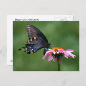 Black Swallowtail Butterfly op Coneflower Briefkaa Briefkaart (Voorkant / Achterkant)