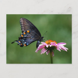 Black Swallowtail Butterfly op Coneflower Briefkaa Briefkaart