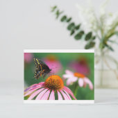 Black Swallowtail Butterfly op een Coneflower, Ohi Briefkaart (Staand voorkant)