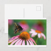 Black Swallowtail Butterfly op een Coneflower, Ohi Briefkaart (Voorkant / Achterkant)