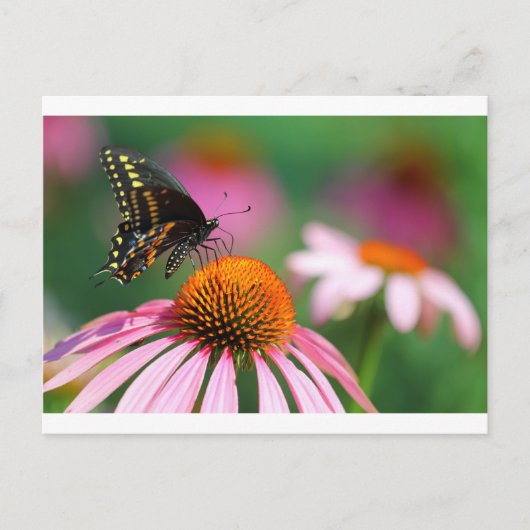 Black Swallowtail Butterfly op een Coneflower, Ohi Briefkaart (Voorkant)