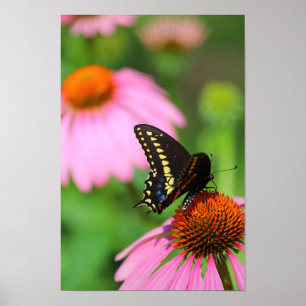 Black Swallowtail Butterfly op een Coneflower, Ohi Poster