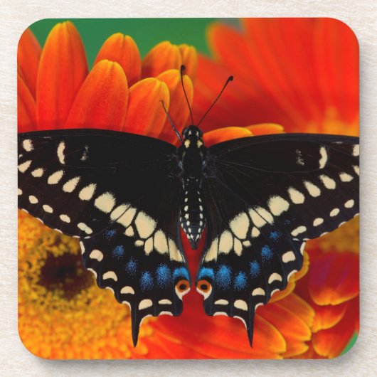 Black Swallowtail Butterfly op Gerberia Daisy Bier Onderzetter (Voorkant)